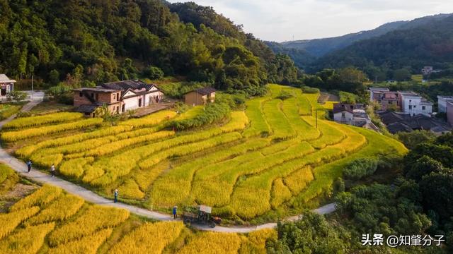 肇庆这里藏着“梯田胜境”,美得不像话!