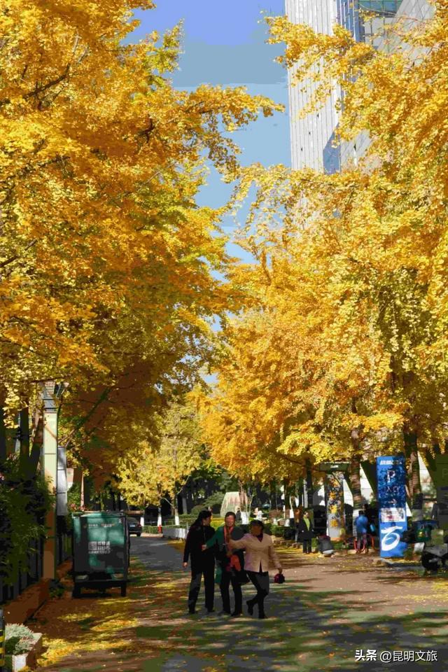 昆明冬日限定的金色浪漫,已加载完成!就藏在昆明这条街……