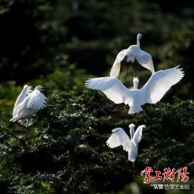 衡阳春日限定！收好这份踏青赏花打卡攻略~