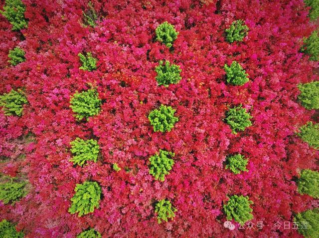 接下来的五莲,是这样的……