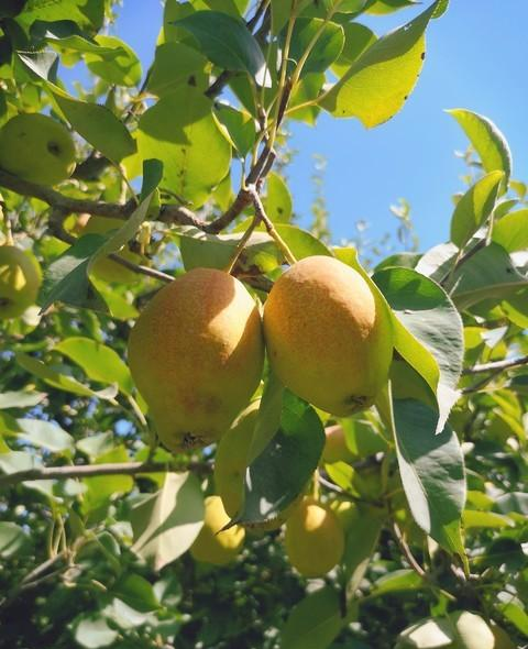 乌尉高速通车倒计时！库尔勒邀你暂别“首府忙	”，共赴“梨城慢”