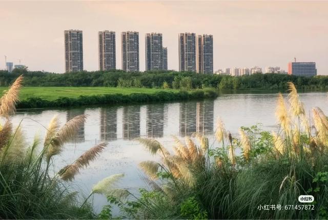 2025成都初秋图鉴｜高粱红、稻田黄、草海粉…限定美景打卡！