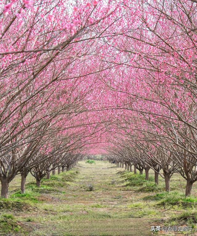 成都郫都区最大面积红梅花开了，粉红花海，非常壮观，不要门票！