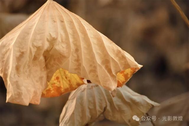 【近距离看敦煌】给党河风情线的秋色来个特写