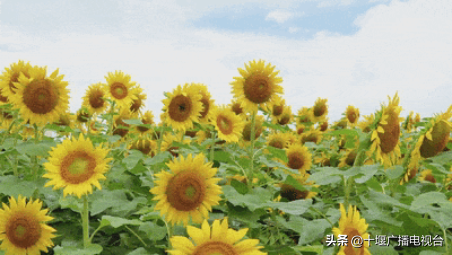 十堰这片向日葵花海，随手一拍就是大片