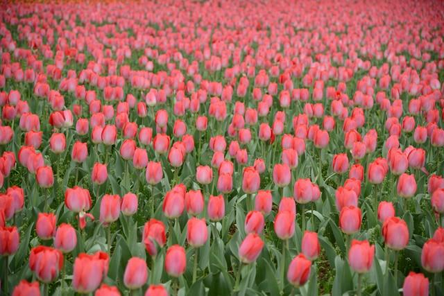 寻访“消失的花博会”，我在郑州发现了这些宝藏园林