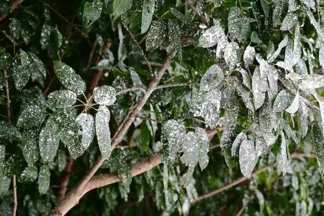 金堂这里“下雪”了！