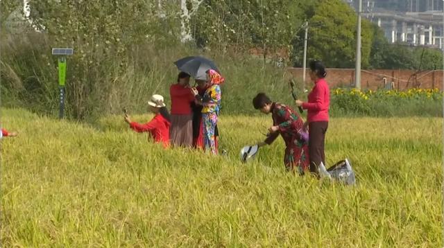 快码住！这里藏着秋日童话世界，出片率100%