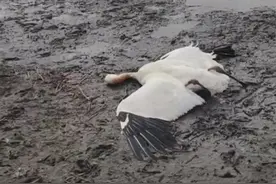 内蒙古通辽一湖边出现十多只死鸟，包括国家一级保护鸟类白鹤，森林公安已介入图片