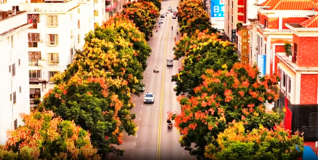钟山栾树盛装迎秋，满城“灯笼”映红天空！