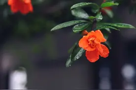 花开灿烂，苏州的夏天谁能不爱！图片