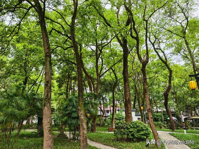 成都古镇（15）郫县唐昌古镇崇宁公园·大椿巷
