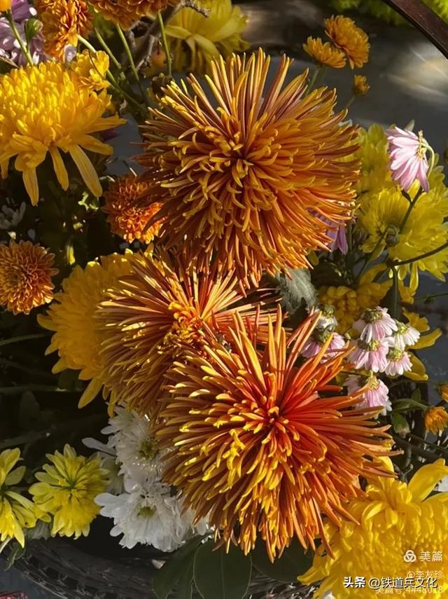 李友珍||岁月倏然·菊韵飘香——紫竹院公园的菊展