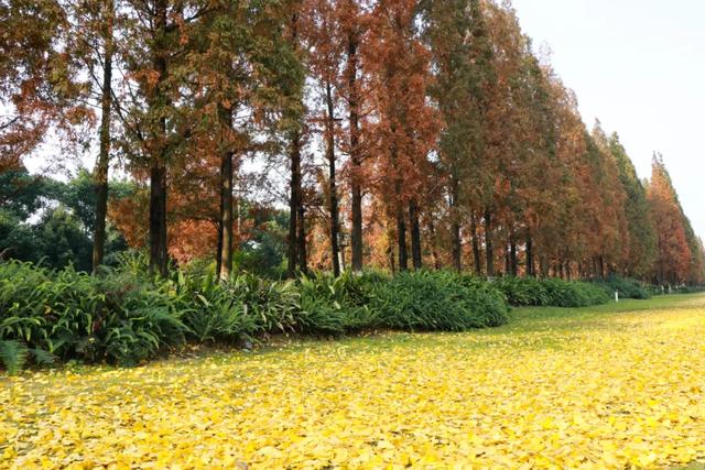 郫都水杉红了！抱着手机猛拍，被这限定美景狠狠惊艳