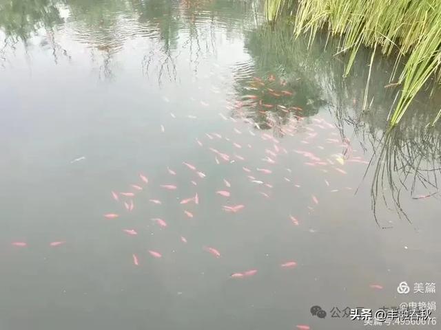 邂逅北京房山牛口峪湿地公园：工业废水的生态蝶变｜ 申艳娟