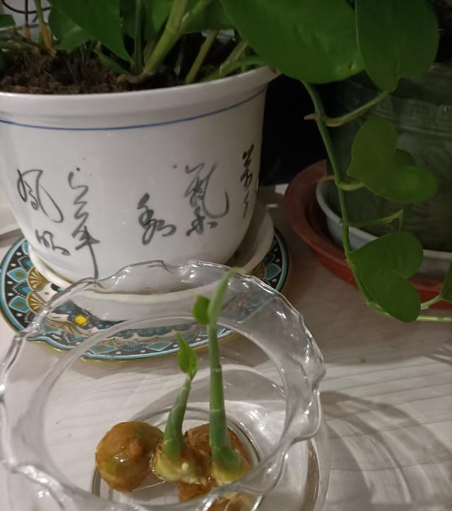 河南一阿姨，因“水培生姜太有意境”走红，网友：禅意十足！