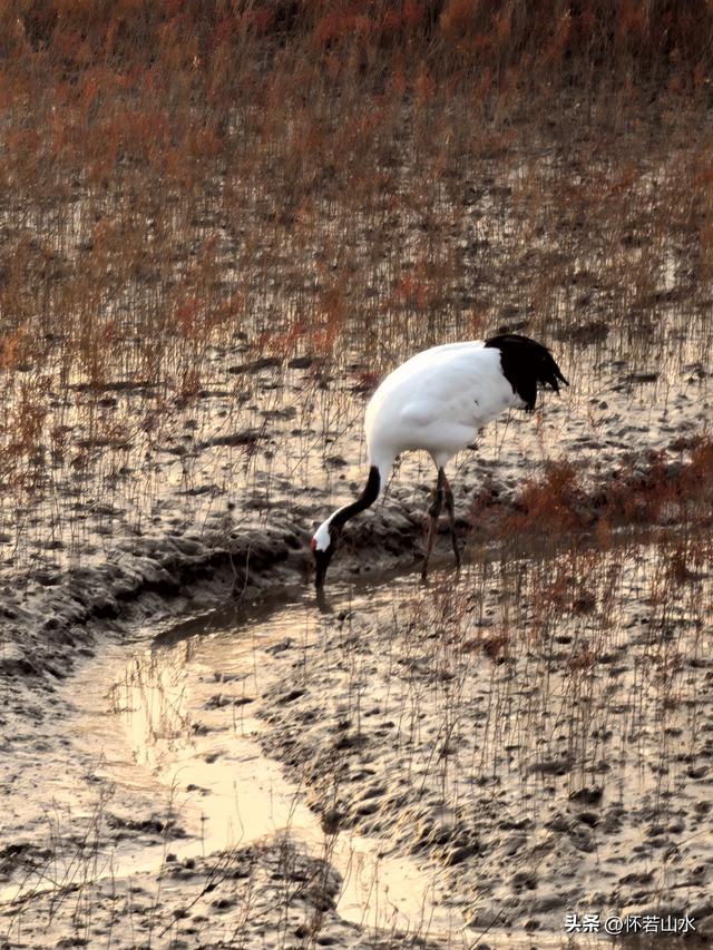 2025辽宁赏秋之旅日记(6)——到辽河口中国最北海岸线看日出 观鸟