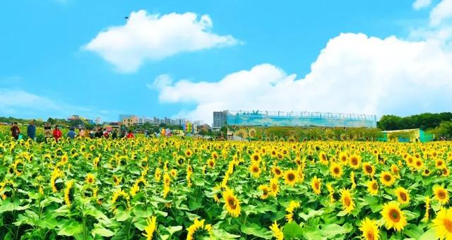 认准这10件！东莞横沥手信正式发布，以后带伴手礼就选它们→