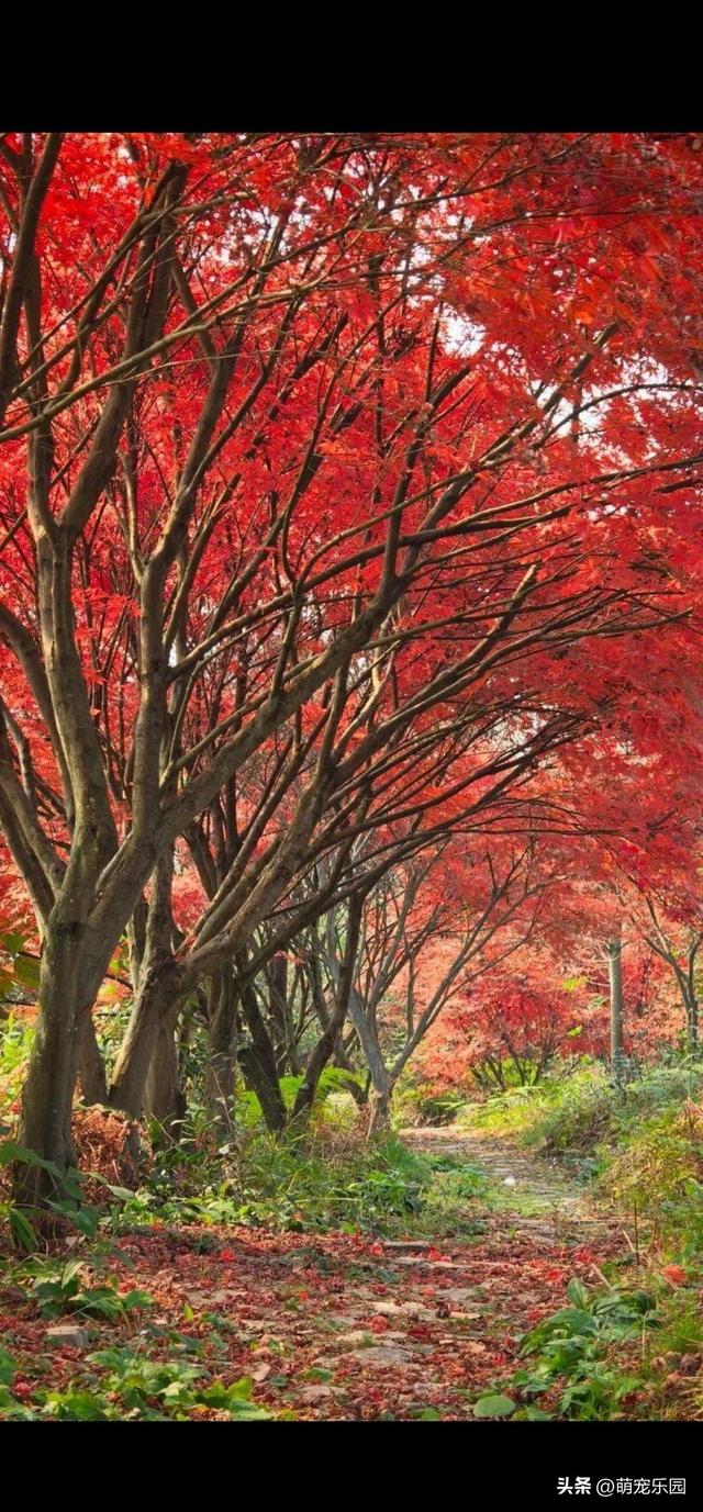 火红大树惊艳路人，天边晚霞落人间，每片叶子都在跳跃光芒