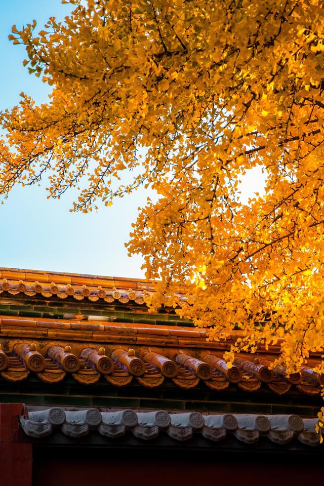 曾经是故宫最冷门的宫殿，而如今因为秋天的银杏，让这里充满生机