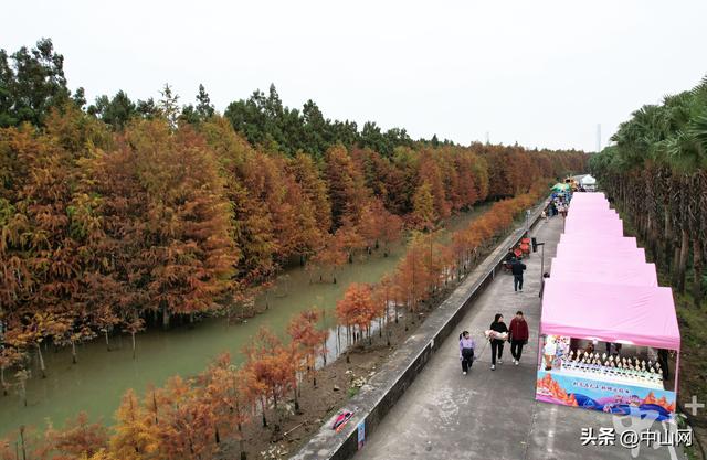 日间赏景夜间狂欢，在中山港口落羽杉林邂逅美拉德市集