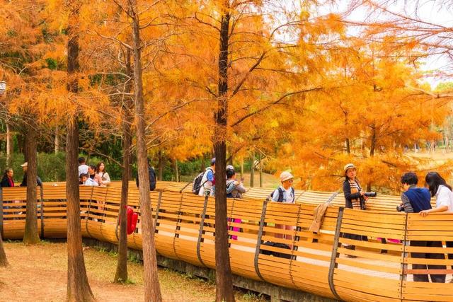 莲花山落羽杉，红了！