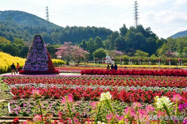 入园赏春花，回家带年花，佛山卡玛缤纷花世界年花节开幕了