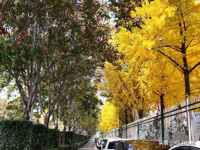 五线小城里的银杏大道,美翻全网的深秋景色原来在这里