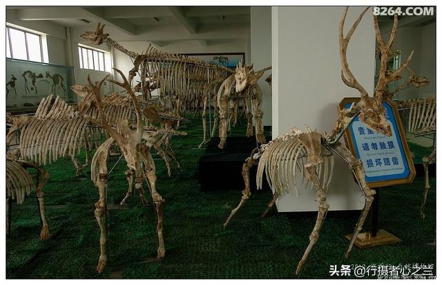 山东行游影记（27）—平邑天宇自然博物馆（二）