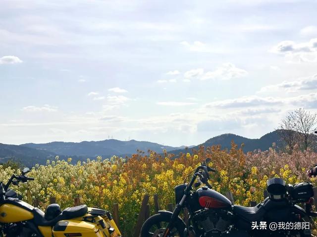 黄了!德阳人彻底坐不住了!这个周末就去!