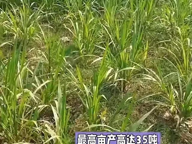 高达7米,亩产可达30吨,种植一次可收割15年,你见过这种草吗?
