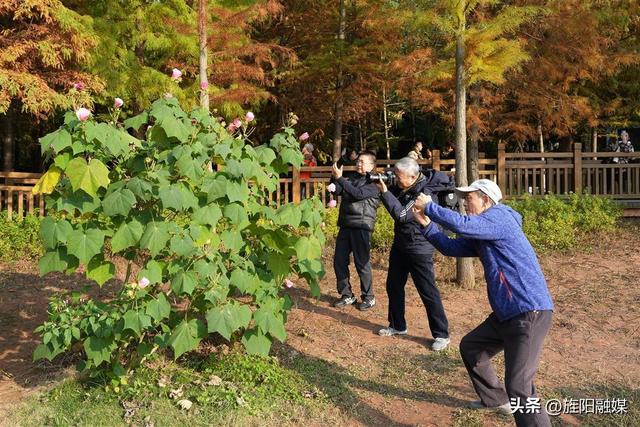 层林尽染！德阳东湖山水杉林渐入最佳观赏期