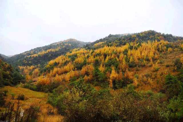 警告！深秋的徽县，千万别出门！因为……
