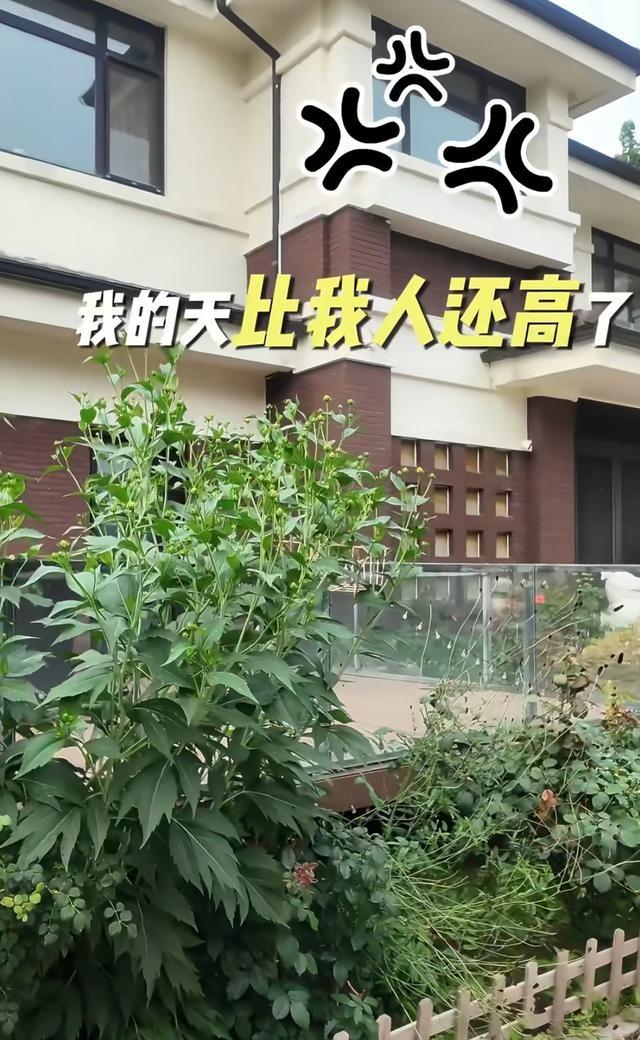 女星邓莎离家2个月花园荒废，独带3条狗游玩！与富商老公感情危机