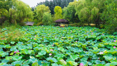 【乐游】“乐游上海·邮轮体验周”启幕，精彩活动在这里→