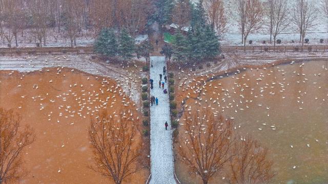 雪舞天鹅梦 平陆绘新景（组图）