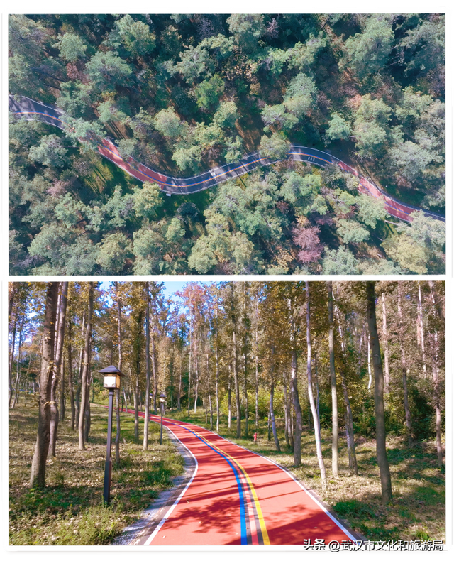 赶紧收藏！森林公园3大玩法新鲜出炉