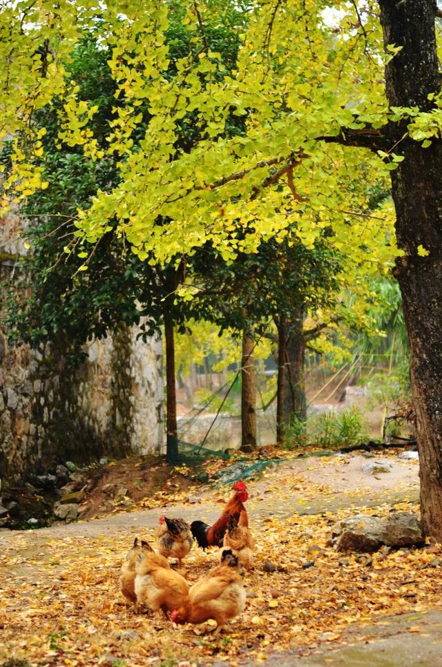 11月旅行地推荐！这13个赏秋地无对手，还藏着国内四大绝美秋色