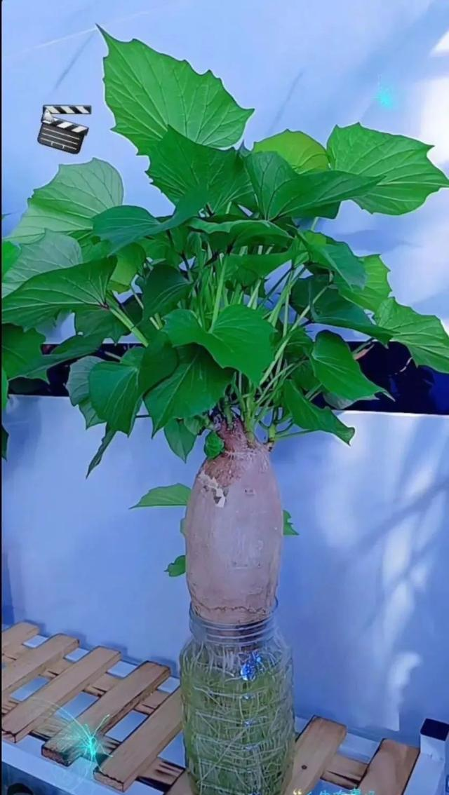 陕西一男子，晒“客厅红薯瀑布”走红，网友：我以为是塑料装饰品