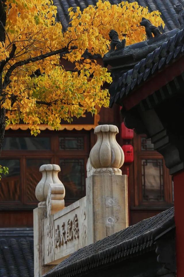 知否知否？应是山东小生！