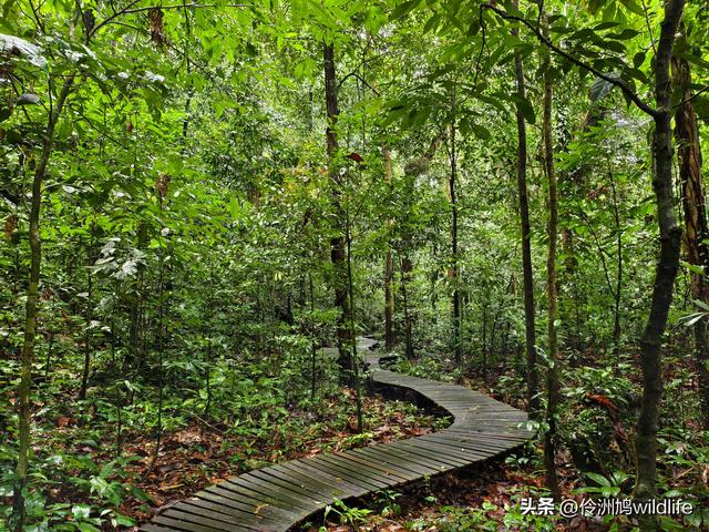马来西亚(31)砂拉越州⑤姆鲁山canopy树冠高空漫游