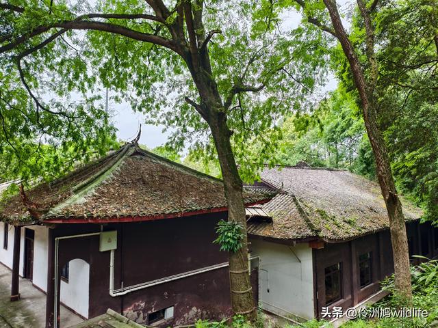 成都徒步（64）·新津篇③观音寺