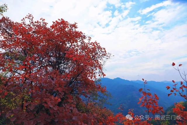 甘山红叶,秋之华章