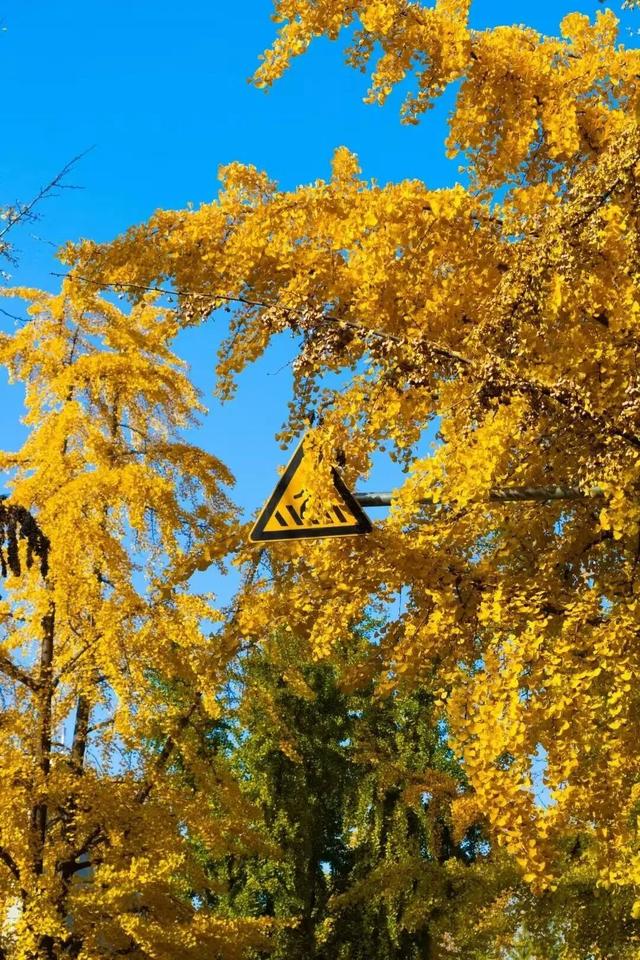 生为山东「银」，何其有「杏」！