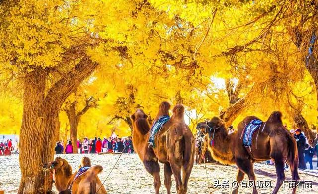 额济纳胡杨：为何枯木、遗址与烟火，反倒成了最动人的风景？
