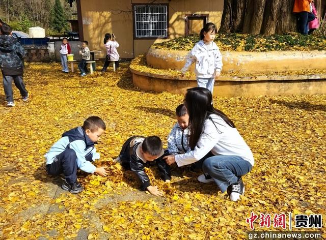 贵州务川：千年银杏“金甲”迎客来