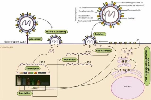 致死率75%？中方正式向全球通告：该病毒已列入出入境监测目录！