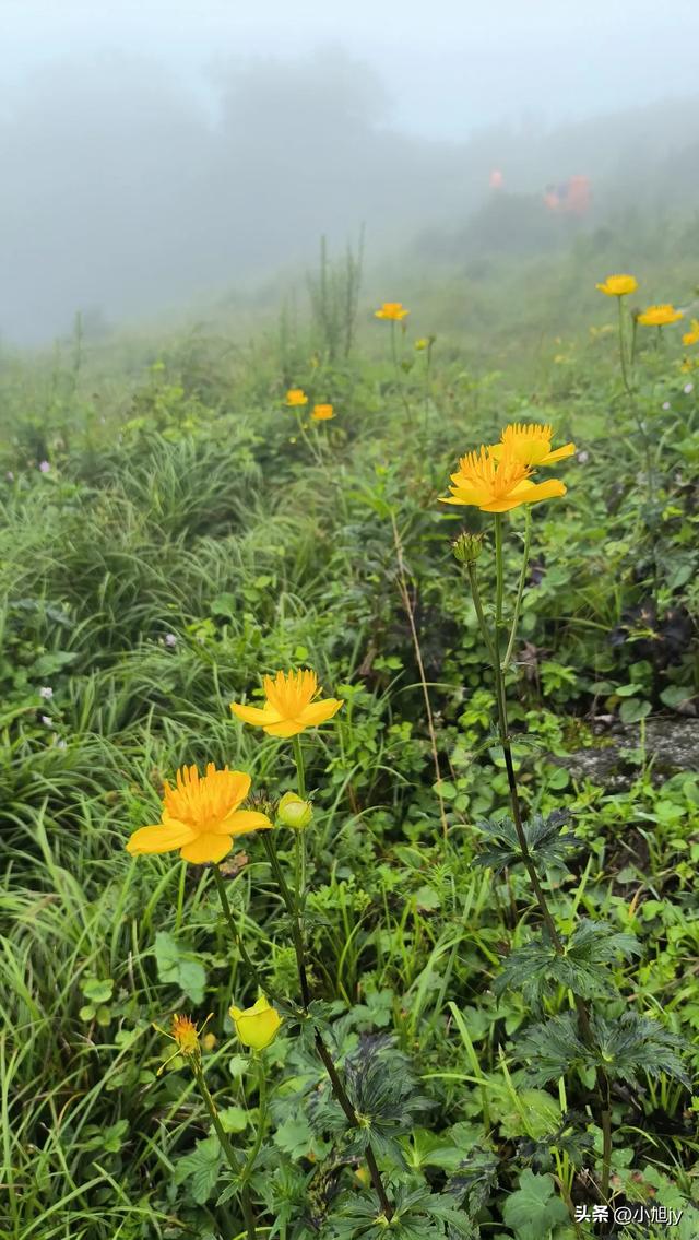 来呀，去白云山看金莲花，辽阳县大黑山风景区境内的白云山