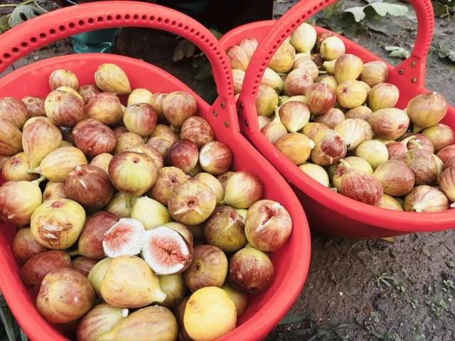 许昌周末漫游 | 把秋天装进篮子里：这份秋季采摘全攻略请收好！