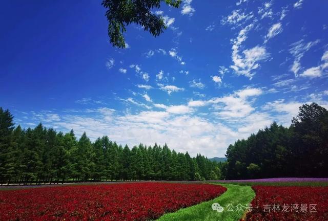 通化龙湾花海进入高光时刻，快来入仙境吧！